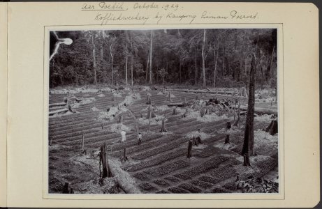 Koffieplantage van de onderneming Aer Poetih in 1929