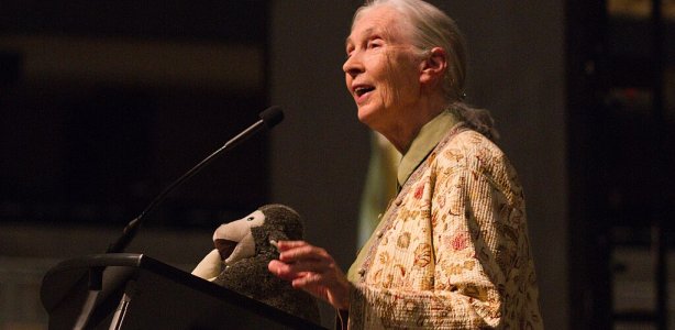 Jane Goodall tijdens een toespraak.