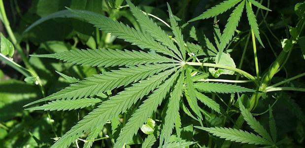 Cannabis marihuana oudste voorbeeld