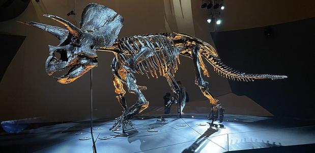 Het tot op heden meest complete gevonden skelet van een Triceratops