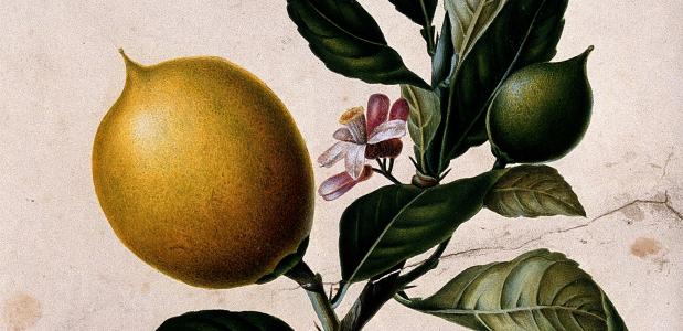De citroen: een bron van vitamine C