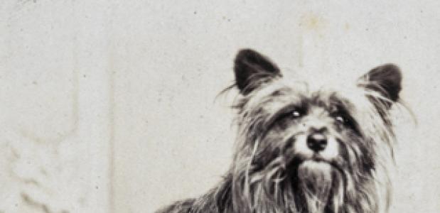 Greyfriars Bobby, de hond uit Edinburgh