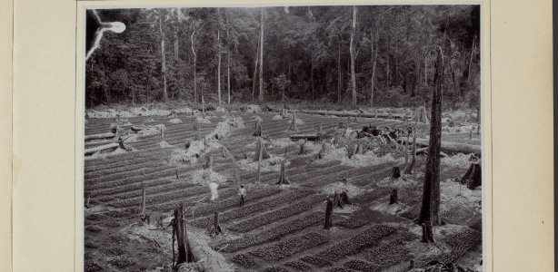 Koffieplantage van de onderneming Aer Poetih in 1929