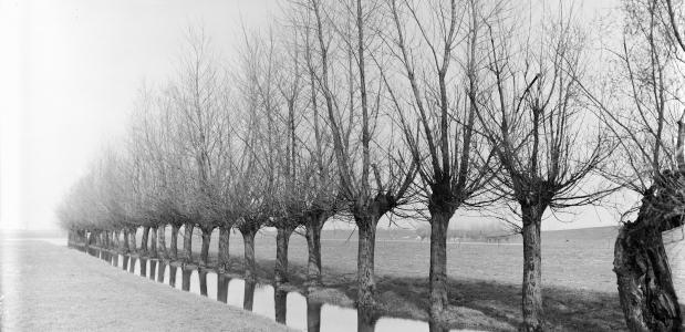 Wilgenbomen aan het water in Opheusden. Bron: Nationaal Archief, Fotocollectie Nederlandse Heidemaatschappij.