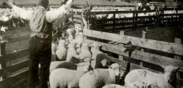 Een schaapherder drijft zijn kudde schapen naar een afgesloten stuk land, Nederland 1916. Bron: Nationaal Archief 'Het Leven'.