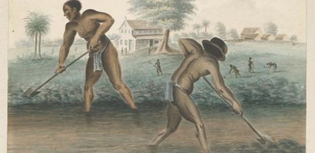 Afrikaanse slaven aan het werk op een plantage.