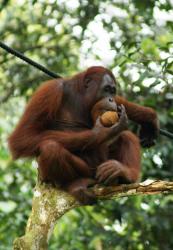 Orang Utan, Semenggok Forest Reserve, Sarawak, Borneo, Malaysia. Via Wikimedia Commons