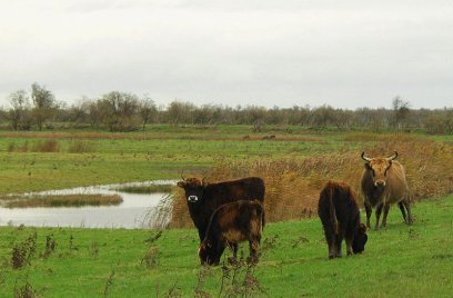 Oostvaardersplassen