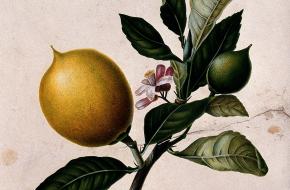 De citroen: een bron van vitamine C