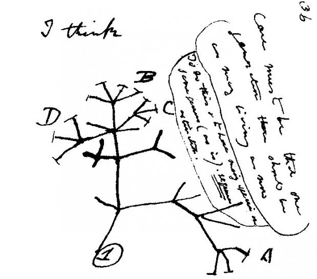 Tree of life Charles Darwin