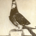 G.I. Joe, de duif die meer dan duizend levens redde tijdens de tweede wereldoorlog